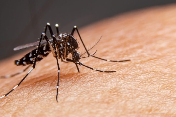 dENGUE