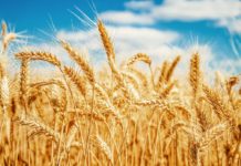 CHUVAS ATRASAM PLANTIO DA SOJA E AMEAÇAM A QUALIDADE DO TRIGO NO PARANÁ