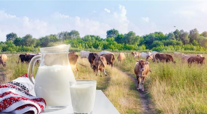 SIMPÓSIO DO LEITE EM PALMEIRA PROMETE CAPACITAÇÃO, NETWORKING E VALORIZAÇÃO DA PRODUÇÃO REGIONAL