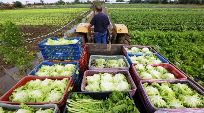 GOVERNO FEDERAL REGULAMENTA COMPRA DE ALIMENTOS DA AGRICULTURA FAMILIAR E DE PRODUTORES AFETADOS PELO “TARIFAÇO” DOS EUA