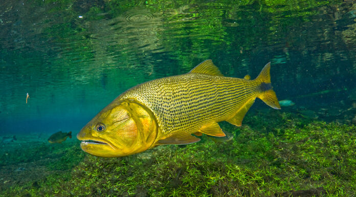 PROJETO DE LEI PROPÕE CONTROLE DO DOURADO NO RIO IGUAÇU PARA PROTEGER BIODIVERSIDADE