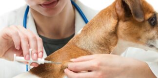 PREFEITURA ABRE CREDENCIAMENTO DE CLÍNICAS VETERINÁRIAS PARA CASTRAÇÃO E MICROCHIPAGEM DE CÃES E GATOS