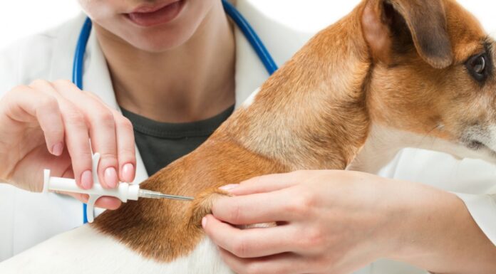 PREFEITURA ABRE CREDENCIAMENTO DE CLÍNICAS VETERINÁRIAS PARA CASTRAÇÃO E MICROCHIPAGEM DE CÃES E GATOS
