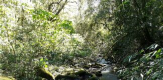 PALMEIRA CRIA COMITÊ PARA ACOMPANHAR METAS DO ICMS ECOLÓGICO E BUSCA AMPLIAR REPASSES