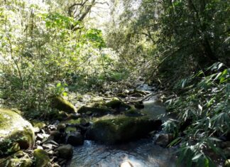 PALMEIRA CRIA COMITÊ PARA ACOMPANHAR METAS DO ICMS ECOLÓGICO E BUSCA AMPLIAR REPASSES