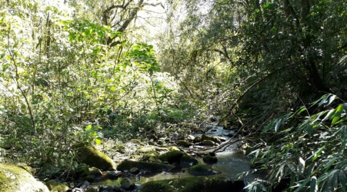 PALMEIRA CRIA COMITÊ PARA ACOMPANHAR METAS DO ICMS ECOLÓGICO E BUSCA AMPLIAR REPASSES
