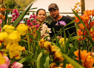 UM MUNDO DE ORQUÍDEAS NO INTERIOR DE PALMEIRA Flávia Wiza Levandoski e Vilmar Bastos. Foto/Waldir Joanassi (Dizi)