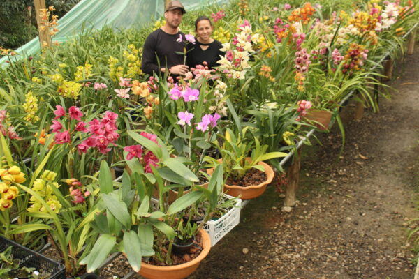 Vista geral do Orquidário CVF, onde a paixão de Flávia e Vilmar pelas orquídeas se transformou em um projeto de cultivo e multiplicação de espécies. Foto/Waldir Joanassi (Dizi).
