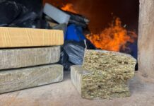 POLÍCIA CIVIL DE PALMEIRA DESTRÓI MAIS DE 1.400 QUILOS DE DROGAS