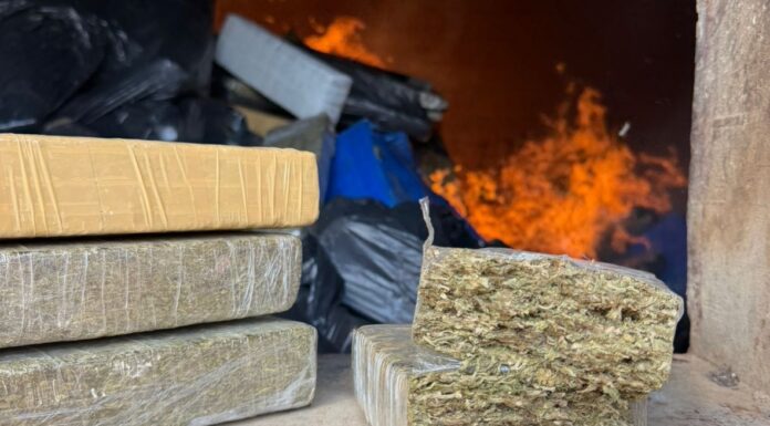 POLÍCIA CIVIL DE PALMEIRA DESTRÓI MAIS DE 1.400 QUILOS DE DROGAS