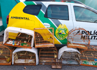 POLÍCIA AMBIENTAL APREENDE NOVE AVES SILVESTRES EM CATIVEIRO IRREGULAR EM PALMEIRA