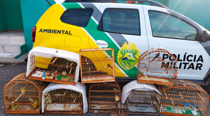 POLÍCIA AMBIENTAL APREENDE NOVE AVES SILVESTRES EM CATIVEIRO IRREGULAR EM PALMEIRA