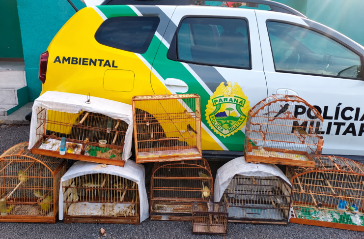 POLÍCIA AMBIENTAL APREENDE NOVE AVES SILVESTRES EM CATIVEIRO IRREGULAR EM PALMEIRA