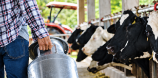 PALMEIRA É 6ª MAIOR PRODUTORA DE LEITE DO PARANÁ E 34ª DO BRASIL, APONTA IBGE